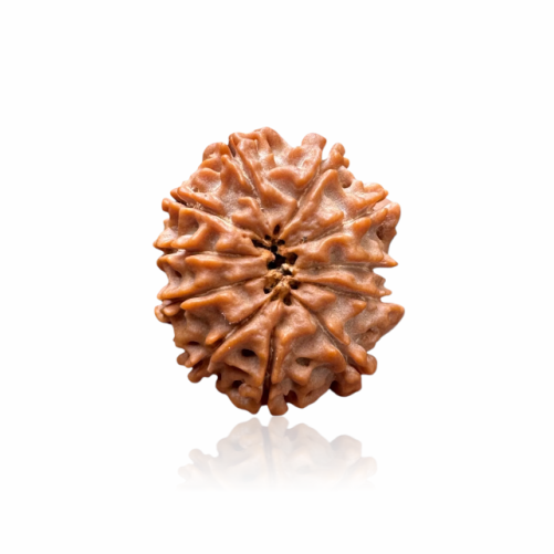 /storage/app/public/photos/41/11 mukhi.png